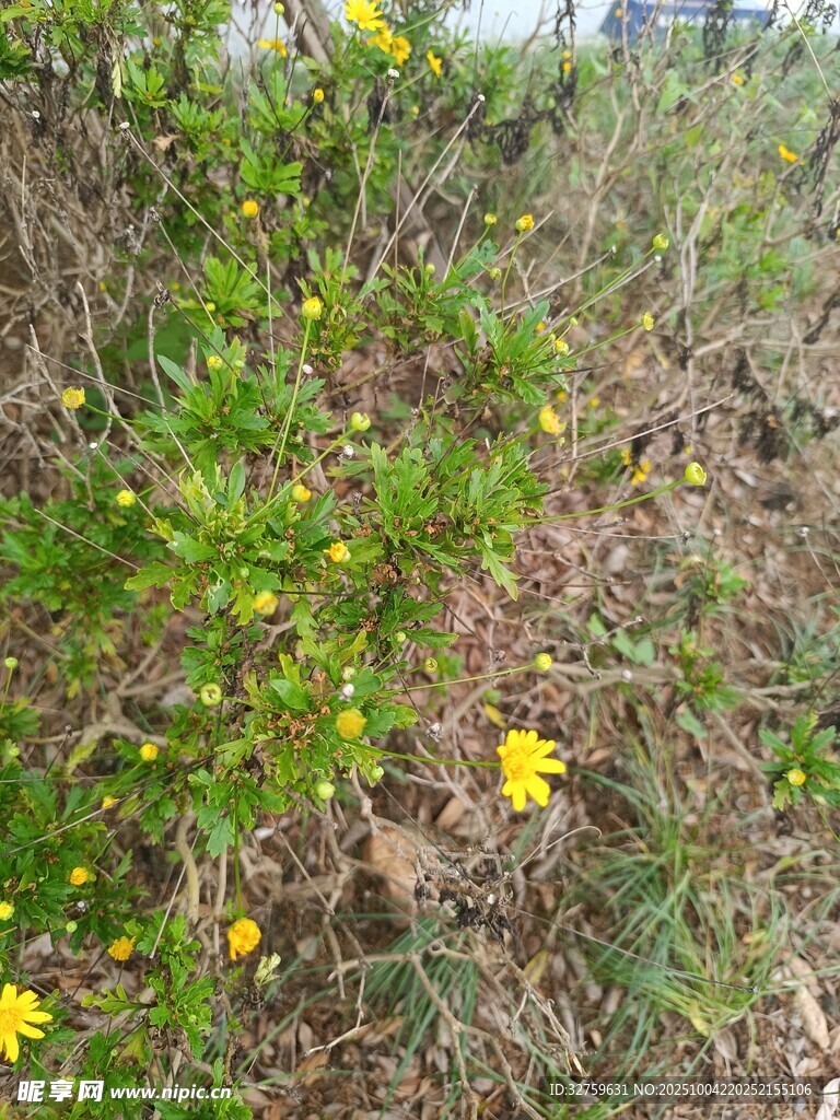 野外黄色小花植物景观