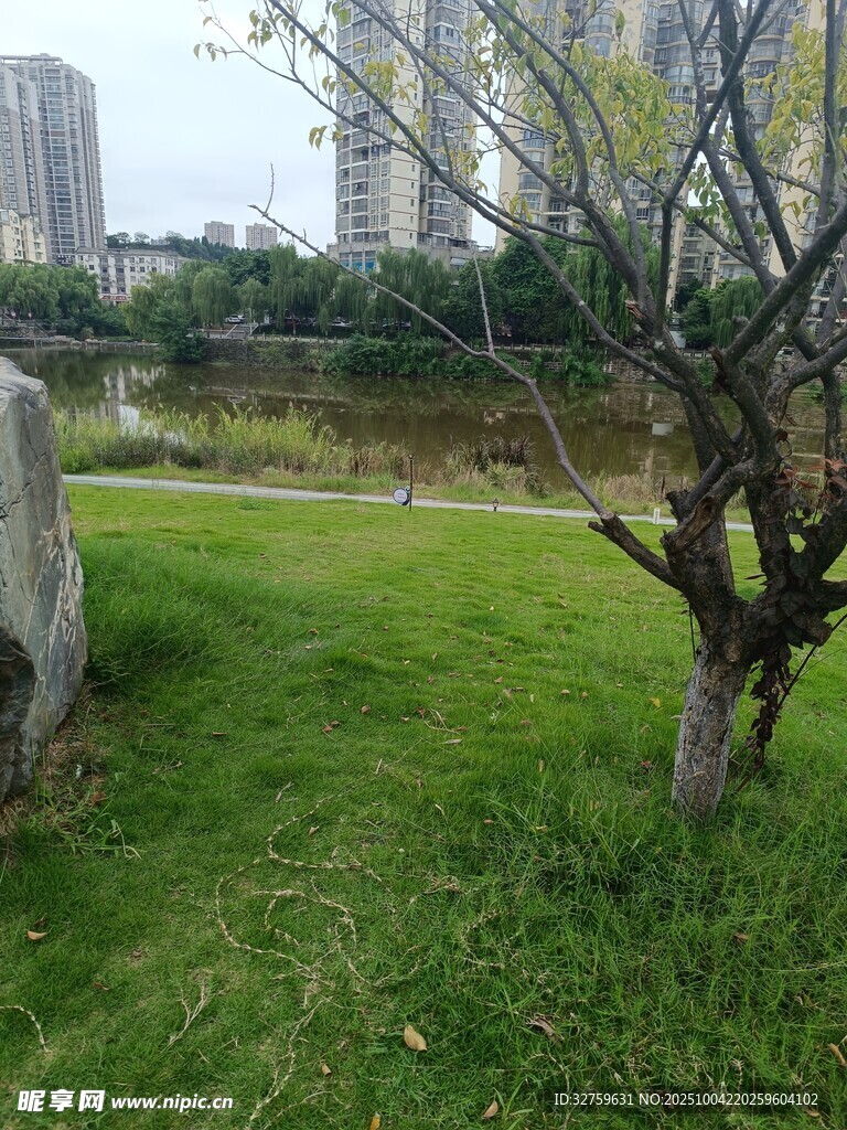 城市绿地中的孤树与石块