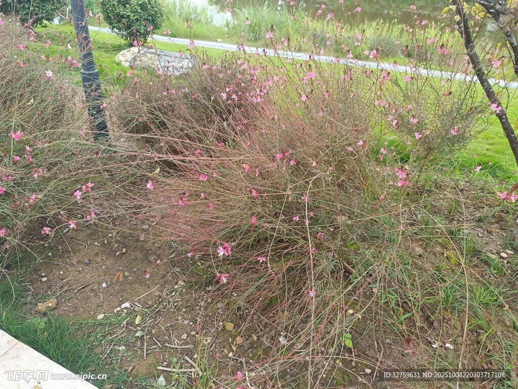 路边繁茂的灌木丛景观
