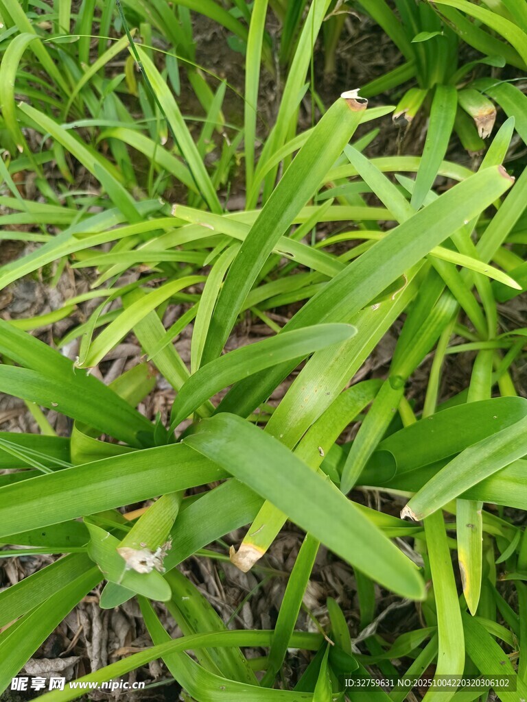 翠绿修长的草本植物