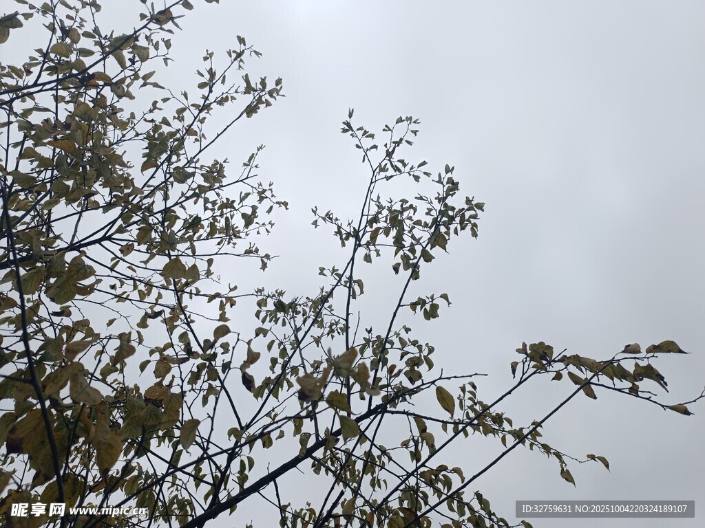 枝头新叶映灰白天空