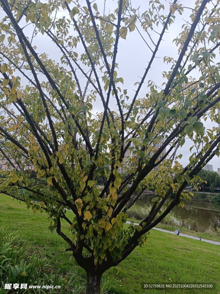 春日繁花满枝的树木