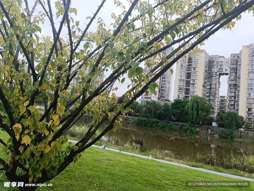 湖畔柳枝与远处高楼景观