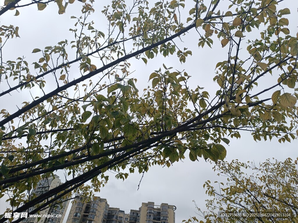城市中枝叶繁茂的树木