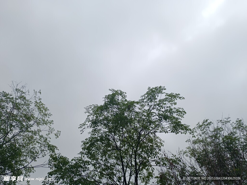 阴天中的绿树景观