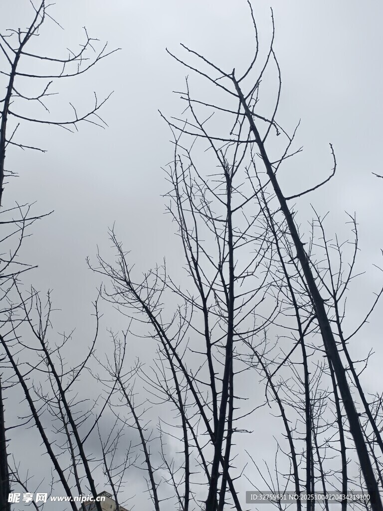 冬日枯树景象