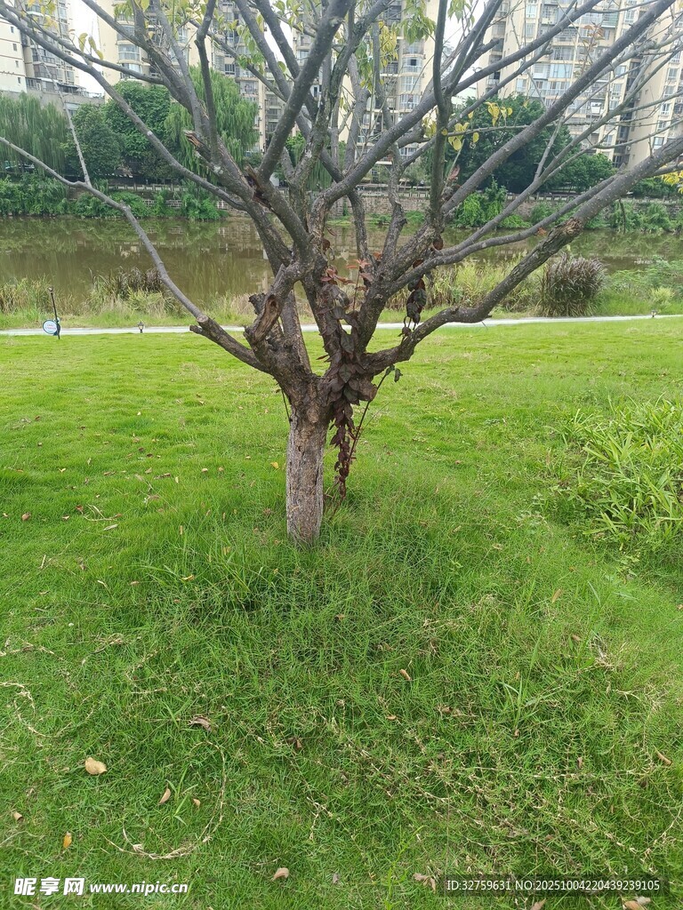 草地上的光秃树木