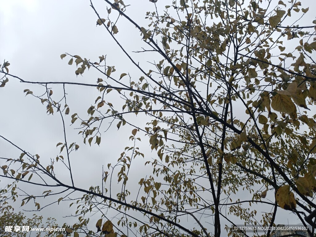 秋日枝头