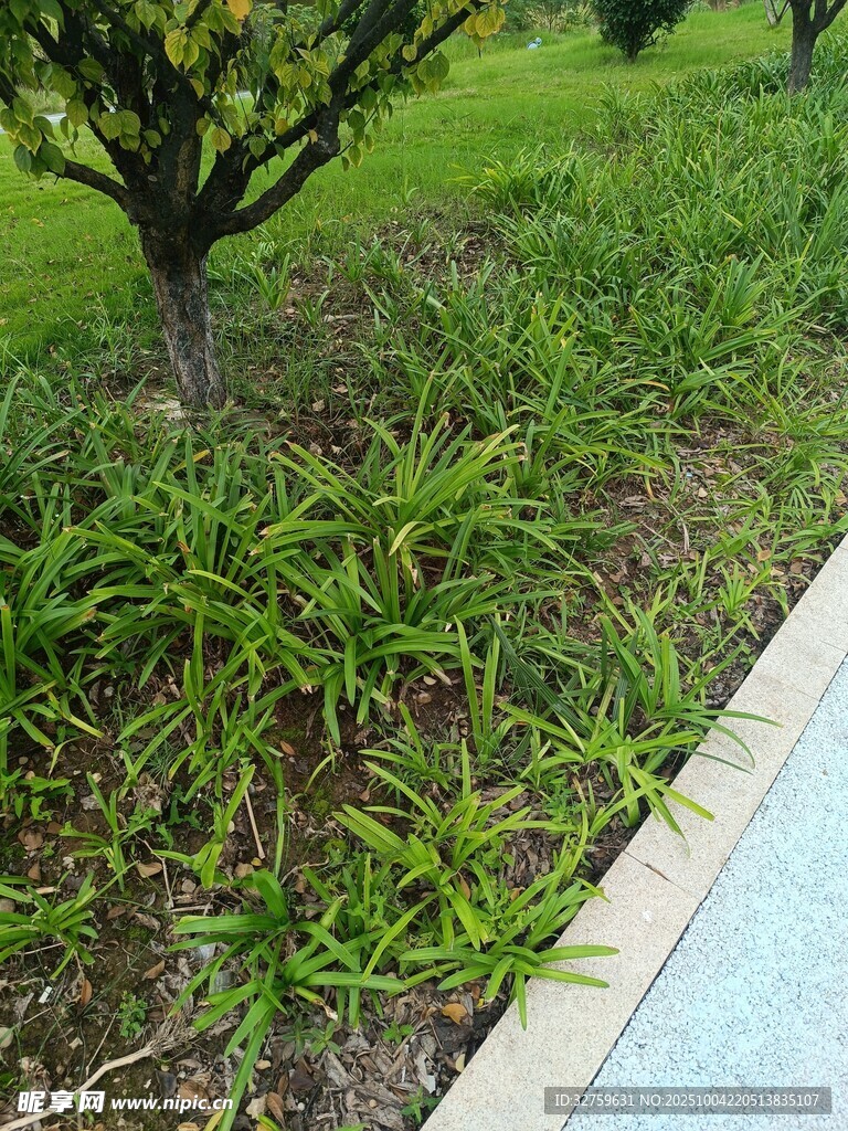 路边绿植景观
