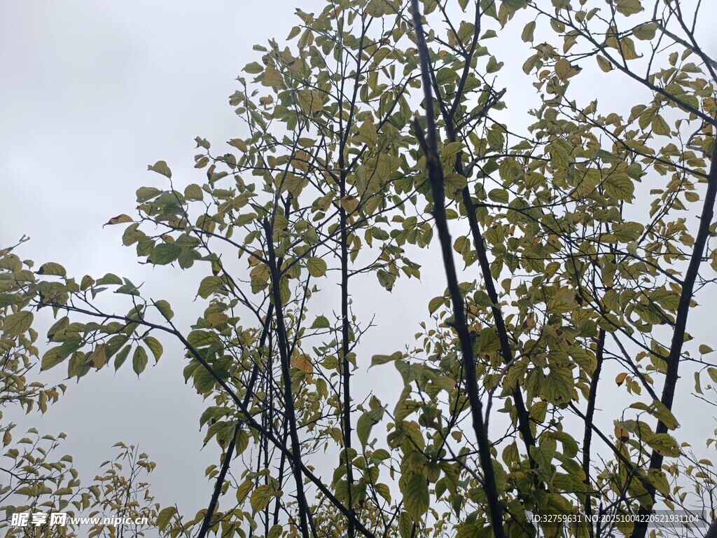 枝叶繁茂的树木