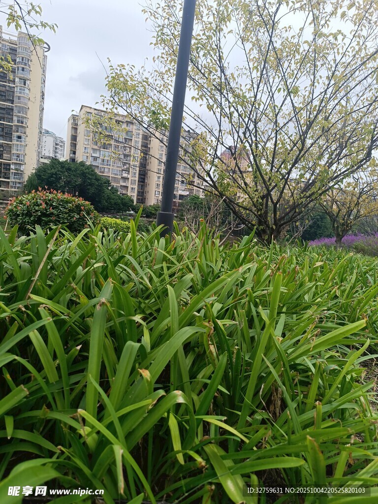 城市绿地中的繁茂绿植