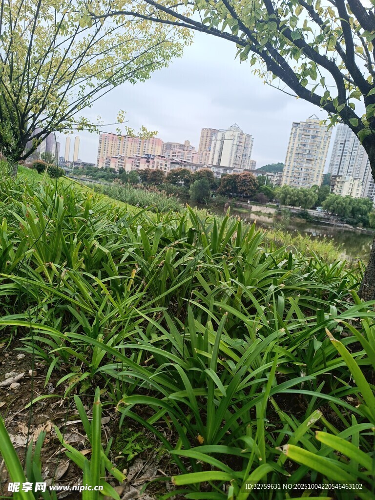 城市绿地中的葱郁绿植