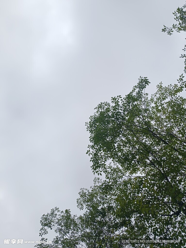 仰视天空下的葱郁树冠