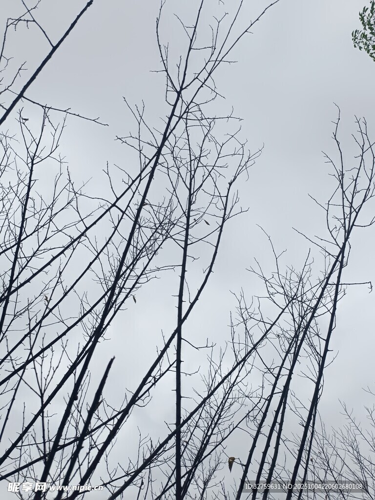 冬日枯树林景象