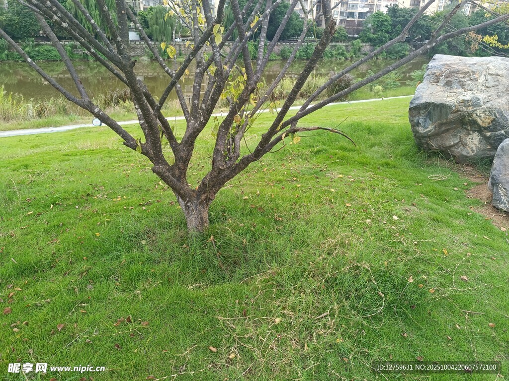 草地上的光秃树木