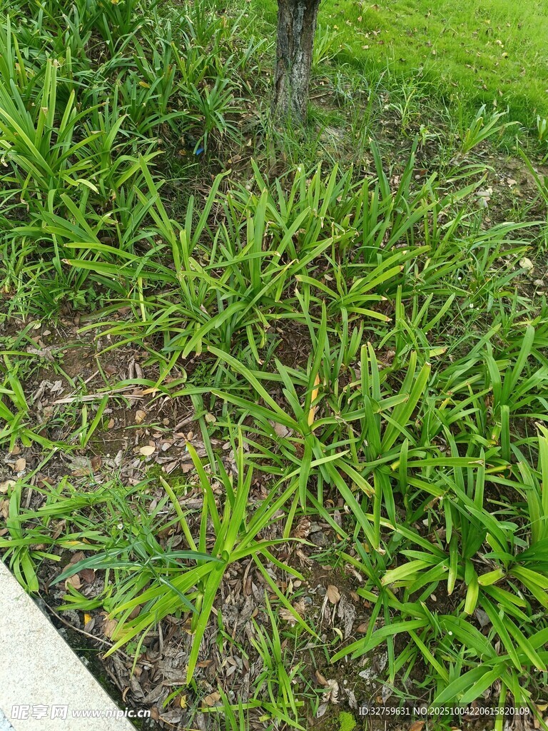 草地中的绿植景观