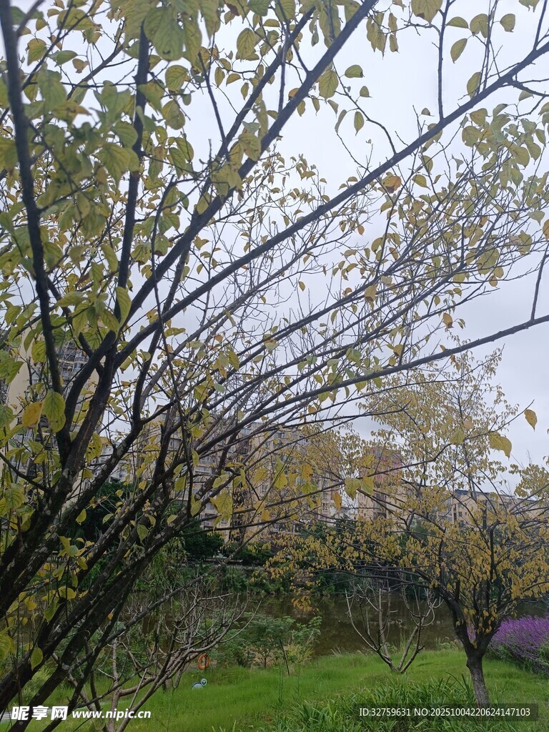 春日树林枝叶初绽景象