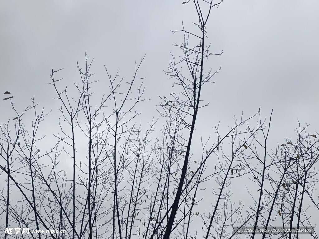 冬日枯树景象