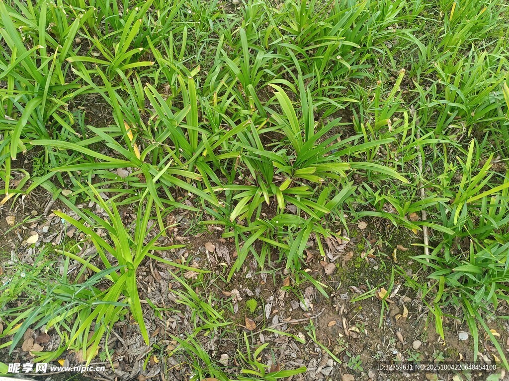 嫩绿草地植物生机勃勃