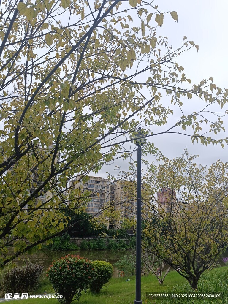春日公园绿树景致