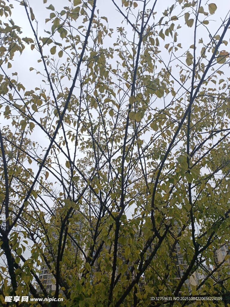 繁茂树枝与绿叶景观