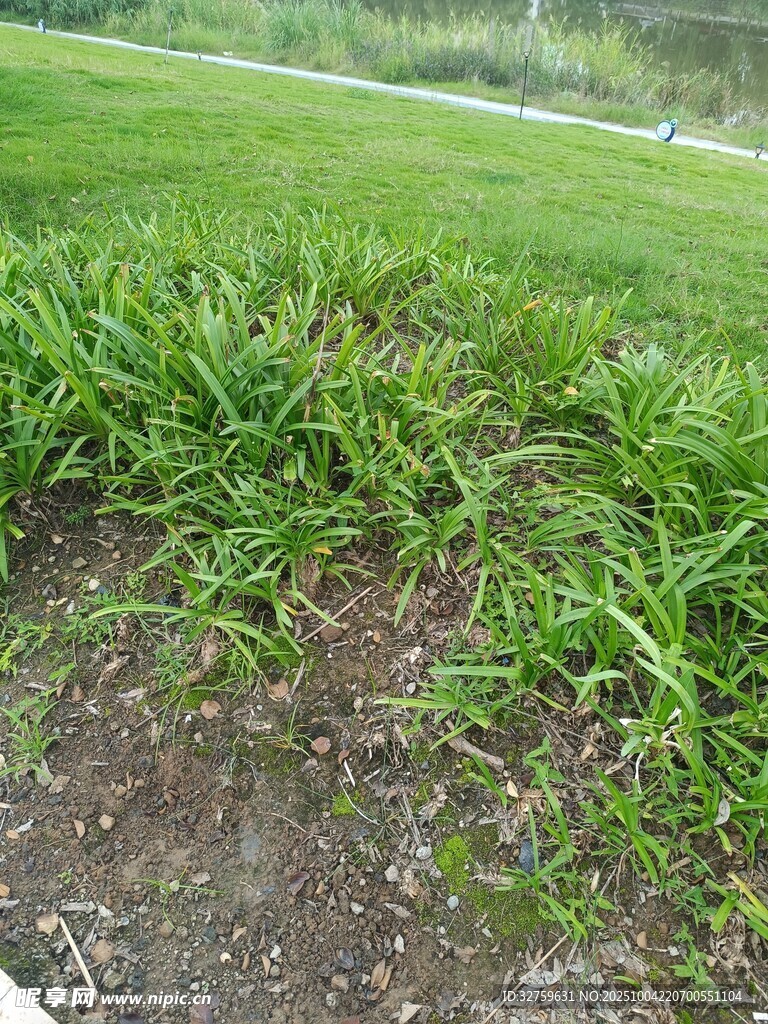 翠绿草地近景