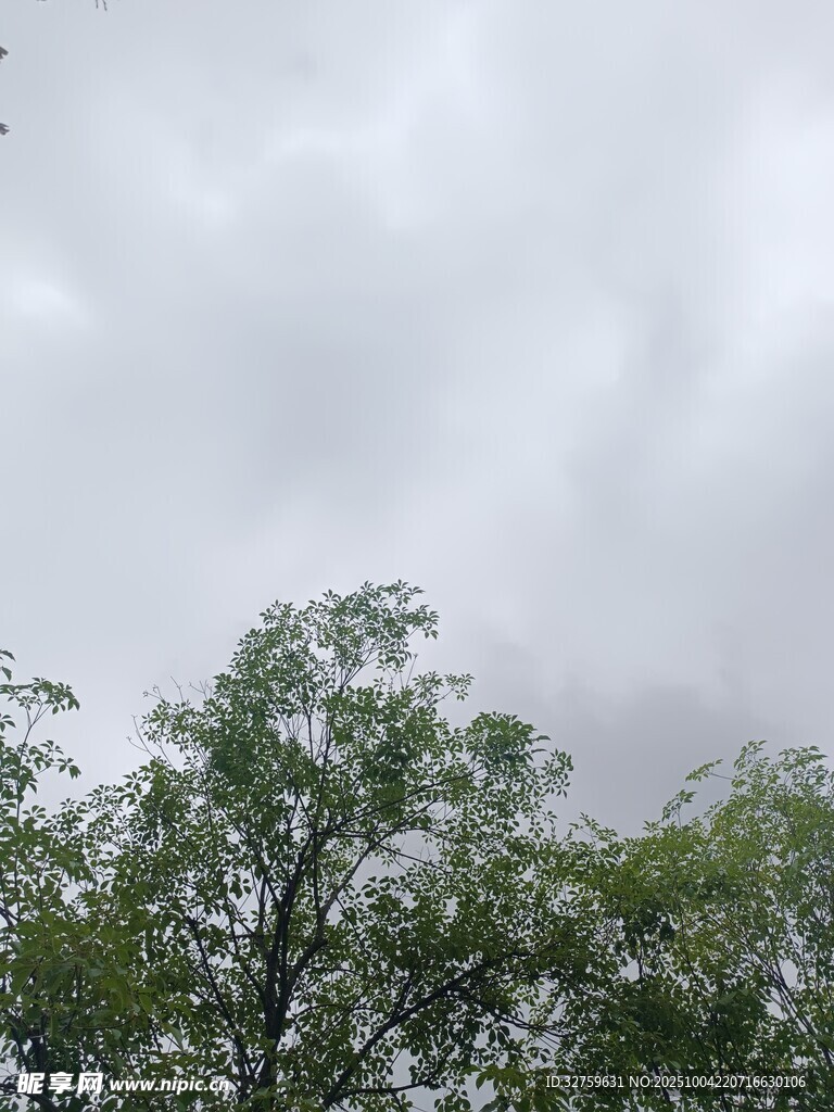 阴天中的葱郁树木