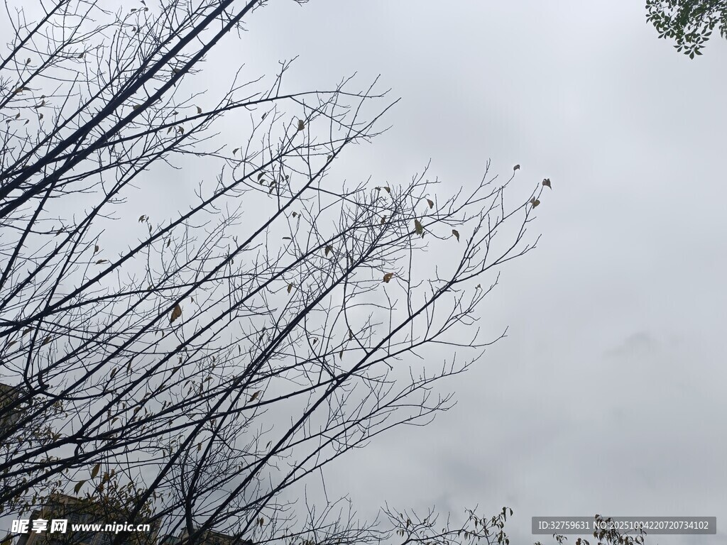 冬日枯树枝 