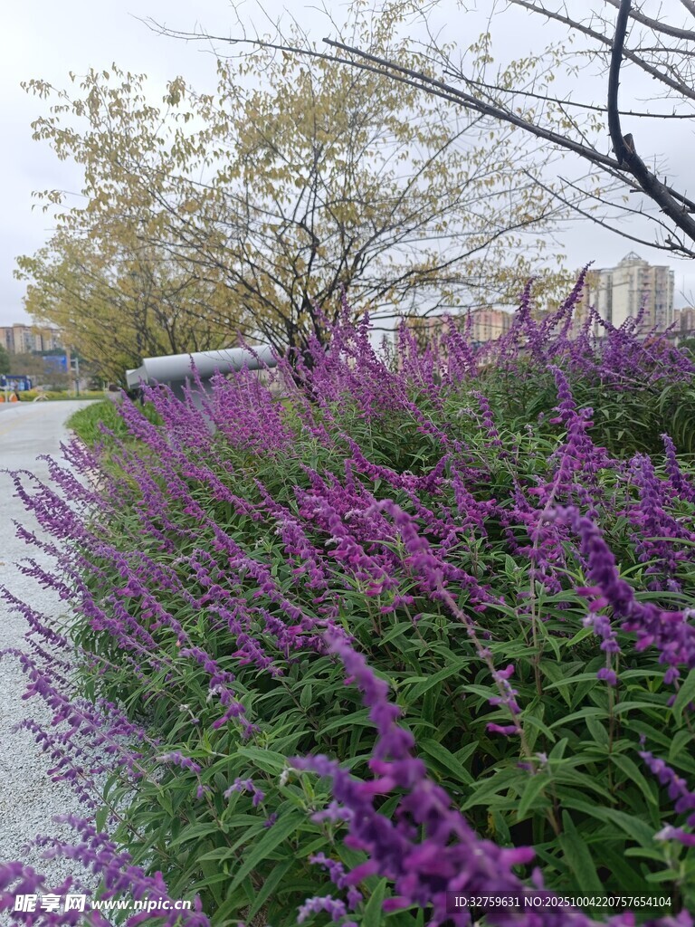 路边紫色花卉绽放美景