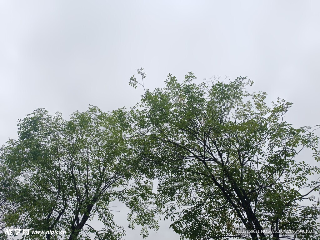 天空下的葱郁树木