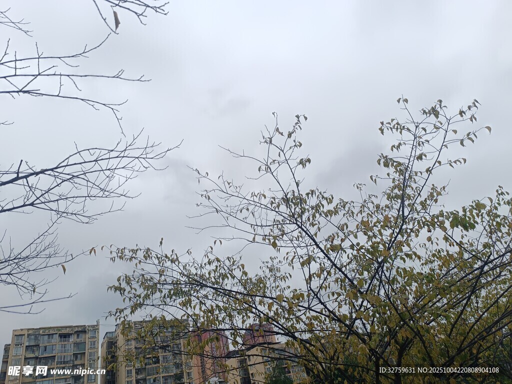 阴天中的树木与远处建筑