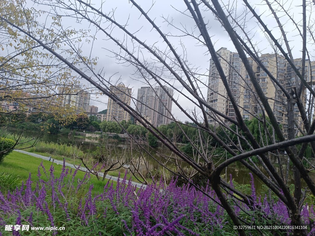 春日紫花与繁茂枝丫景观