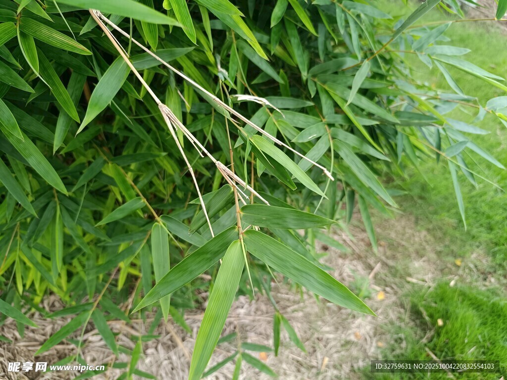 翠绿竹叶