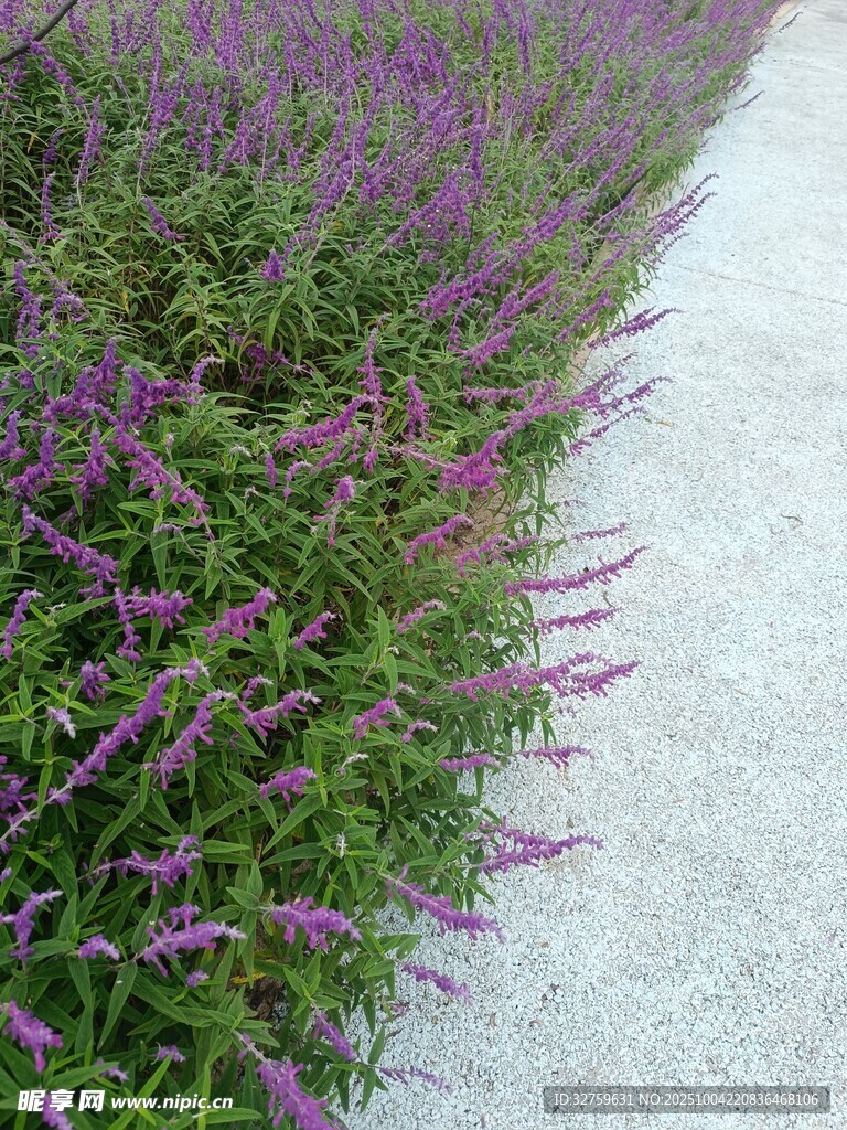 紫色花卉装点的清新小径