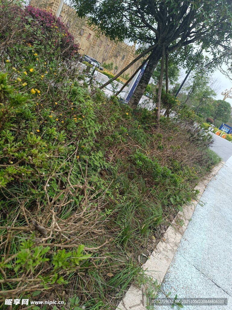 路边绿植景观
