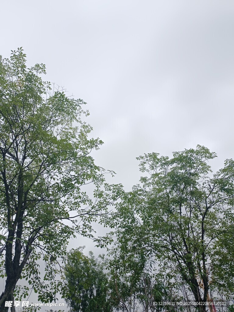 天空下的葱郁树木