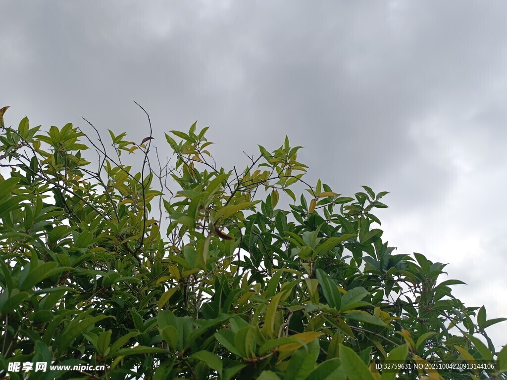 阴天里的繁茂绿植