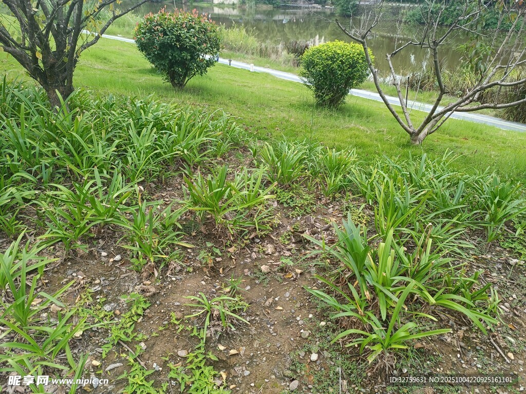 绿意盎然的户外草地景观