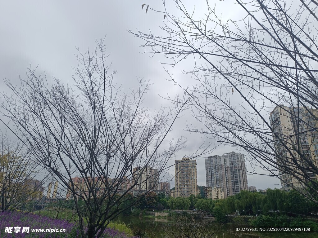 城市中的树木与远处高楼