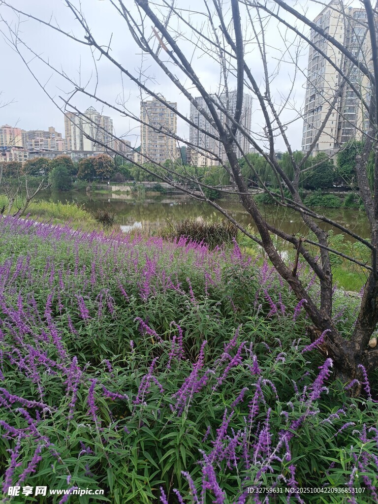 城市中绽放的紫色花卉景观