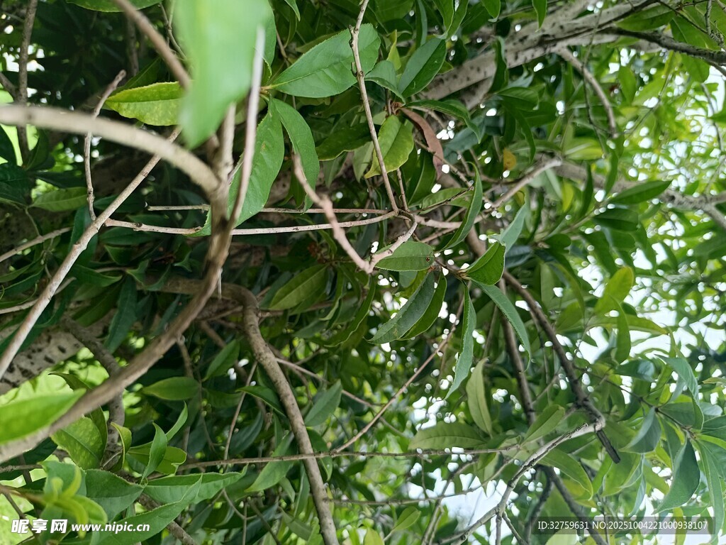 繁茂绿植下的自然景象