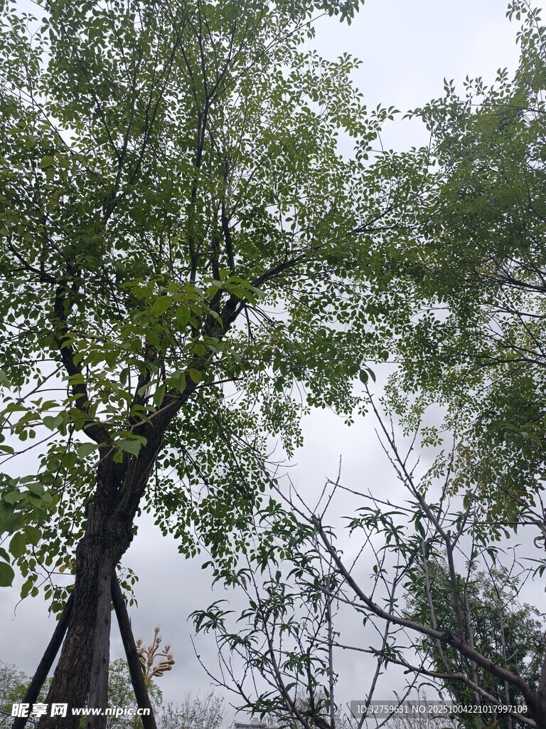仰视绿树与天空