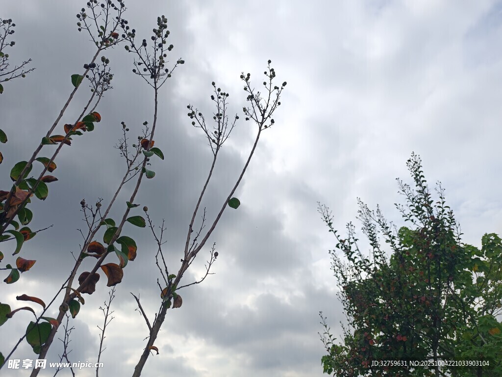天空下的植物枝干景象