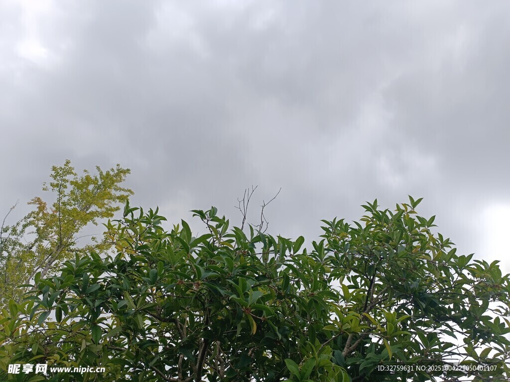阴天中的繁茂绿树