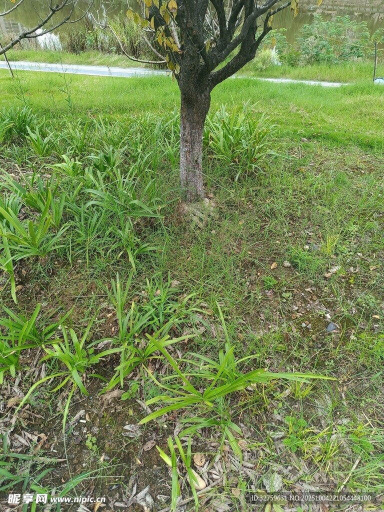 树下草地景象