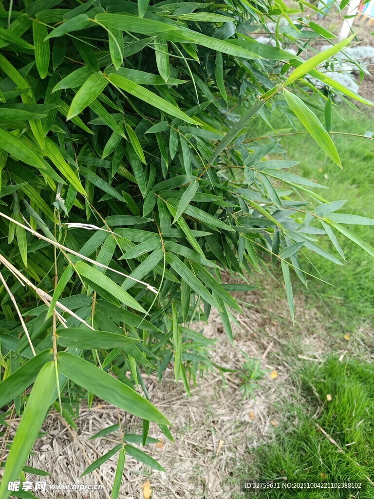 翠绿竹林中的清新景致