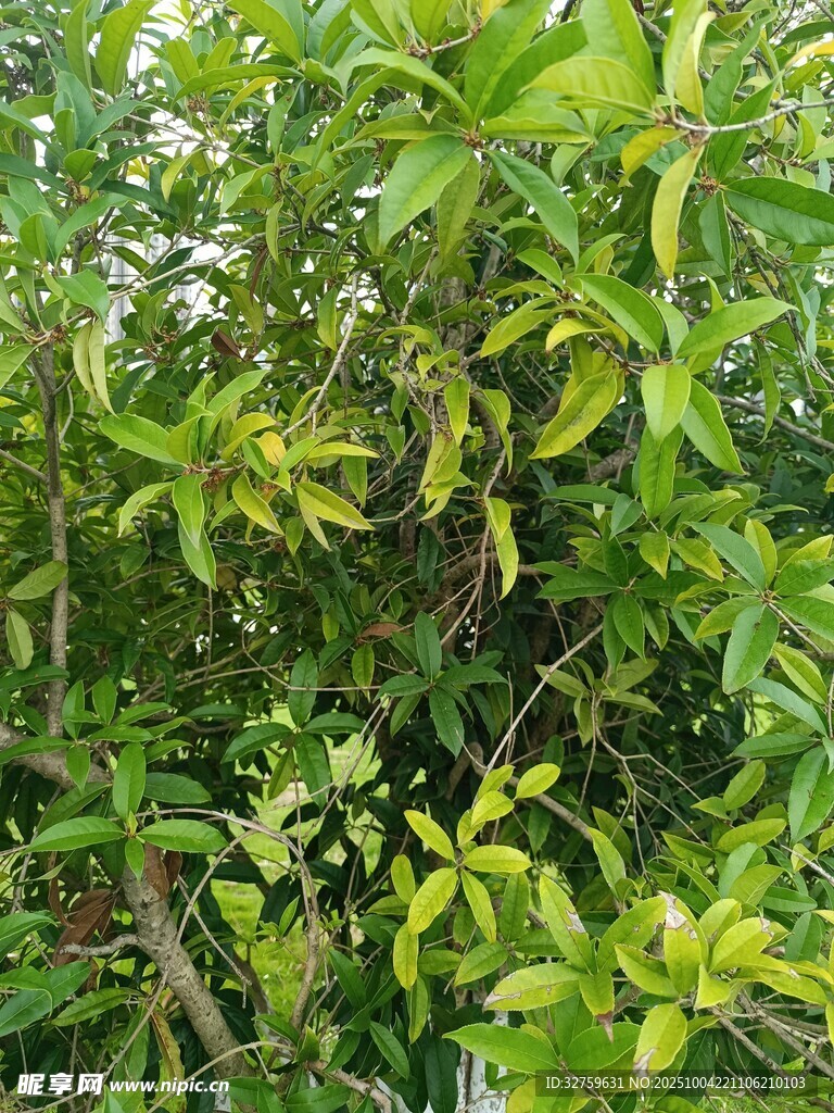 繁茂绿植