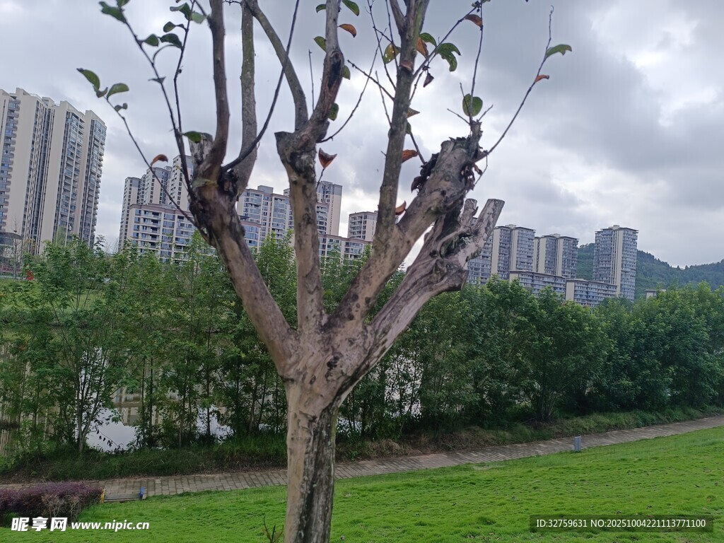 公园中一棵光秃的树木