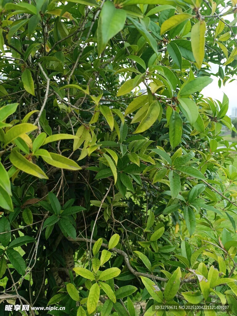 繁茂绿植