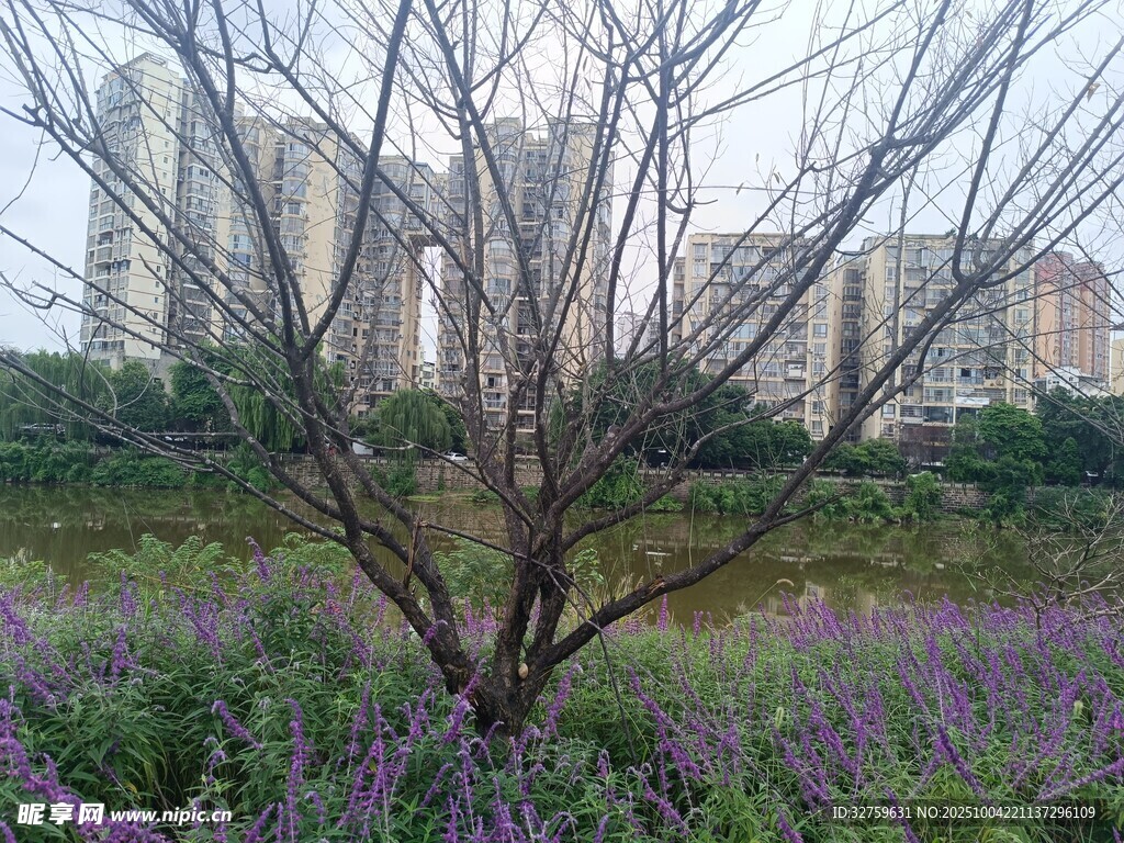 城市中枯树下的紫色花丛